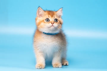 Cute British Longhair cat