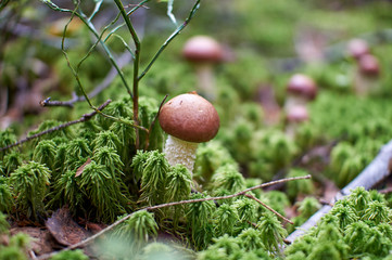 mushrooms in the autumn forest growing in moss closeup with blurry background
