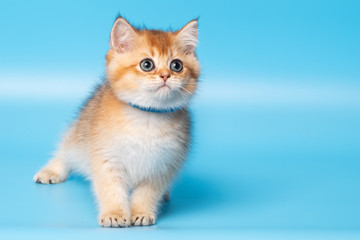 Cute British Longhair cat