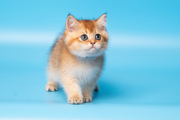 Cute British Longhair cat