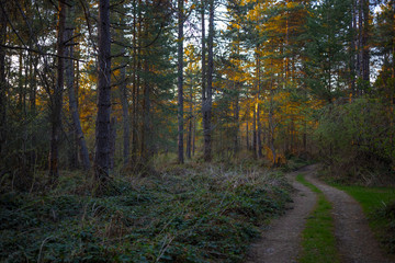 Autumn pine woods. Beautiful nature. Road through the forest. Vlasina lake