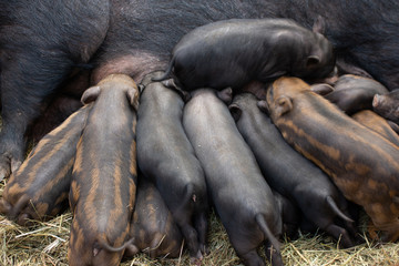 Brood of mini pigs. Many little piglets are feeded.