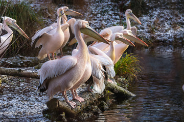 Close-up of group of pelicans at front of a pond