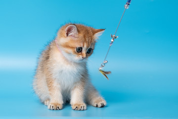 Cute British Longhair cat
