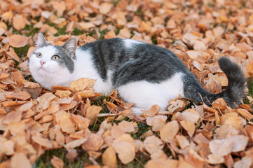 A beautiful fluffy cat sits on autumn  dry leaves on nature in fine sunny weather and looks up at the leaf fall