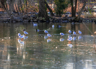 group of seagulls on the ice sheet of a pond in a park