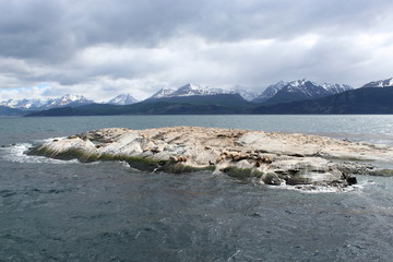 Lions de mer prenant un bain de soleil dans le canal Beagle &agrave; Ushua&iuml;a