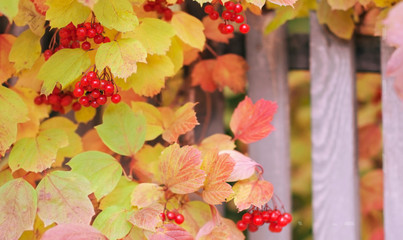 Frame  with bright branches of autumn viburnum on the street
