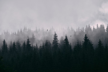 Pine forest in mist