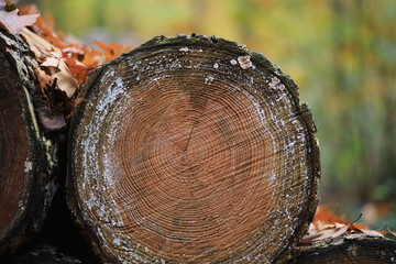 tree trunk in autumn