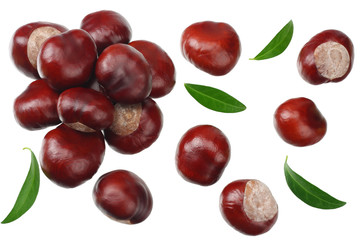 chestnuts with green leaves isolated on white background. top view