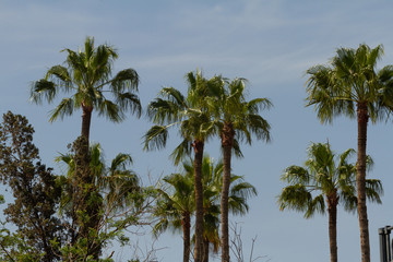 Fototapeta na wymiar Palm trees in Marrakech, orocco