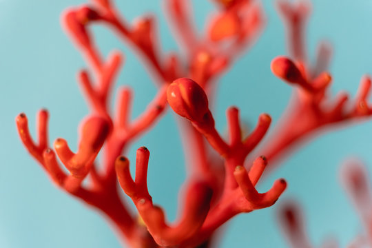 Jatropha