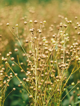 Flax