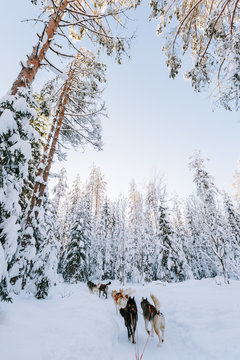 Harnessed huskies in winter fores