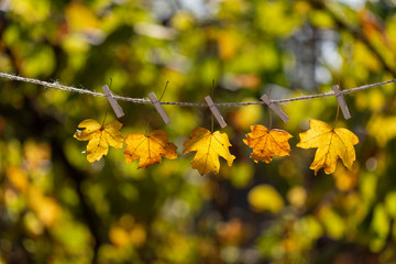 Colorful leaves stuck on a rope