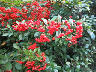 Obraz premium bush of red berries