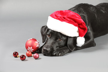 Labrador mit Weihnachtsmütze und Weihnachsbaumkugeln