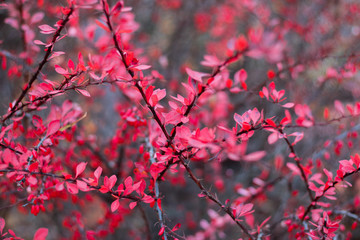 bright red small leaves on branches