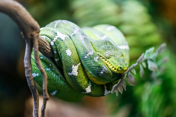 Green snake on a branch