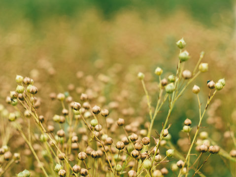 Flax