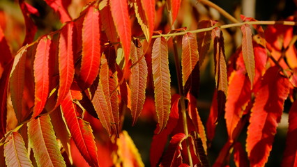  Leaves of a bush in the fall. Bright autumn background for design. Colors of autumn