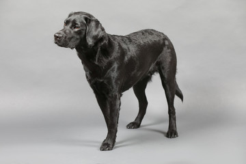 Labrador im Studio vor einer grauen Wand