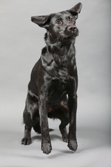 Labrador im Studio vor einer grauen Wand