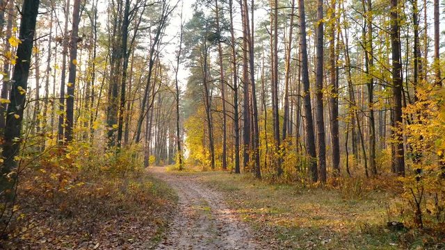 Autumn Forest Background Motion Cam