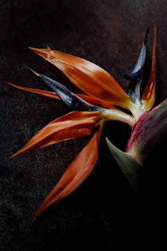 Bird of paradise plant