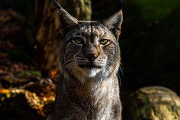 eurasian lynx starring in the camera