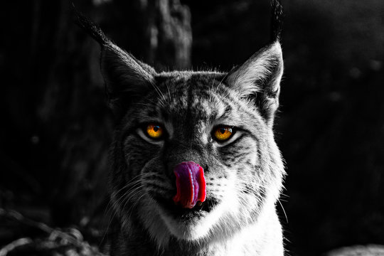 Black and white lynx starring and licking lips
