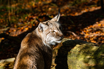 lynx in fall looking up portrait