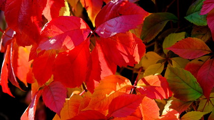  Leaves of a bush in the fall. Bright autumn background for design. Colors of autumn