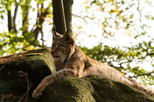 portrait of a lynx rest on stone