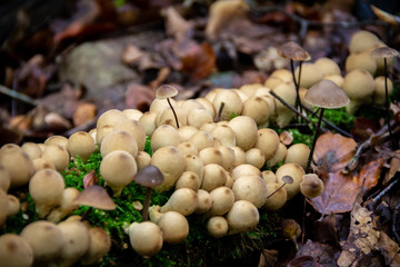 A big cluster of different mushrooms growing out of an old moss covered wooden log.