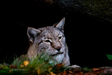 portrait of a lynx lying