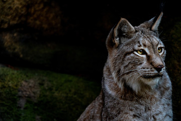 Lynx on rocks sitting looking majestic