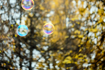 Multi color soapbubbles autumn background