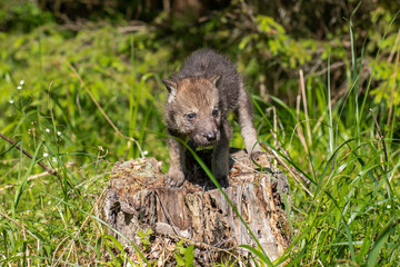 One month old wolf cub