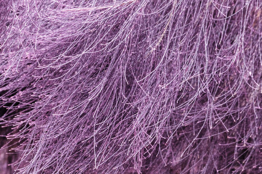 Abstract plant infrared
