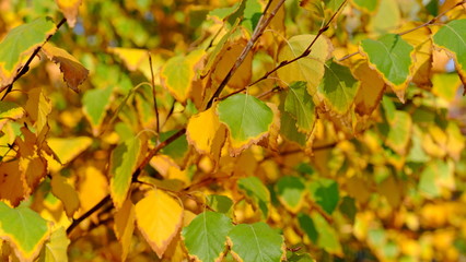  Leaves of a bush in the fall. Bright autumn background for design. Colors of autumn