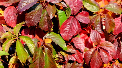  Leaves of a bush in the fall. Bright autumn background for design. Colors of autumn