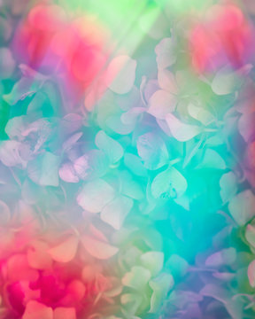 Rainbow screen all over hortensia flowers pattern