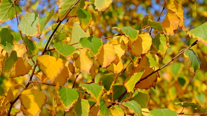  Leaves of a bush in the fall. Bright autumn background for design. Colors of autumn