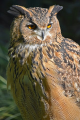 Eagle-owl