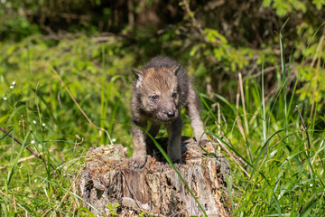 One month old wolf cub