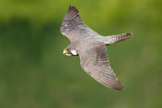 Peregrine Falcon