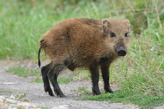 Warchlak Bilder Durchsuchen 68 Archivfotos, und Videos