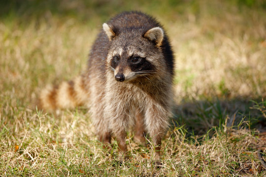 Raccoon